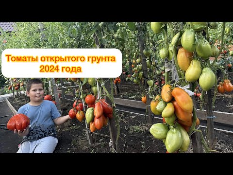 Видео: Это надо видеть!😍 Минусинские помидоры в открытом грунте и не только