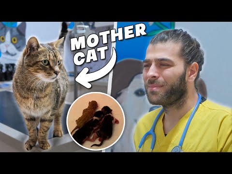 Видео: Спасение больной беременной кошки! (Произошел несчастный случай..)