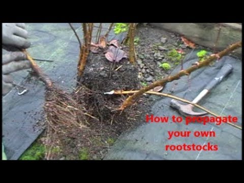 Видео: Как размножить собственные подвои