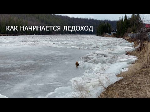 Видео: Как начинается ледоход \ с. Арылах \ РС (Якутия)