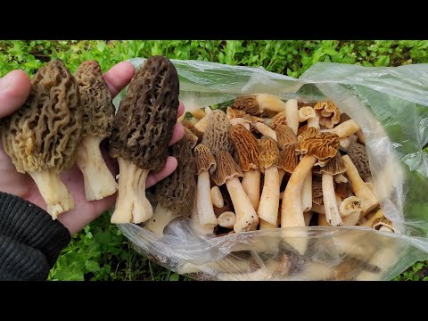 Видео: За грибами. Первые весенние грибы 2 апреля 2025 г. Сморчки и сморчковые шапочки.