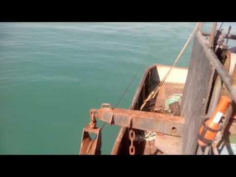 Видео: Драгирование Рапана