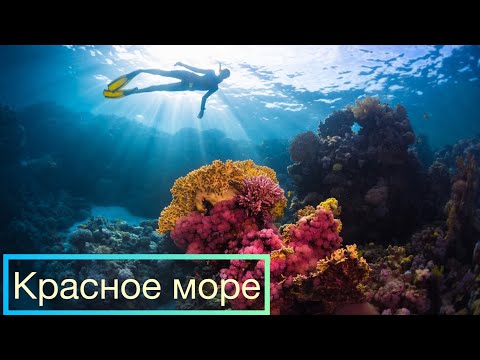 Видео: Подводный мир Красного моря 🇾🇪