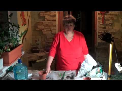 Видео: Эпифиллум (ЭПИФИЛЛЮМ, ФИЛЛОКАКТУС). ЛЕСНЫЕ КАКТУСЫ. СОВЕТЫ ЦВЕТОВОДАМ