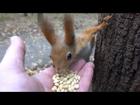 Видео: Ещё про молодых белок / More about young squirrels