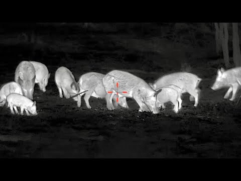 Видео: сотни свиней в темноте