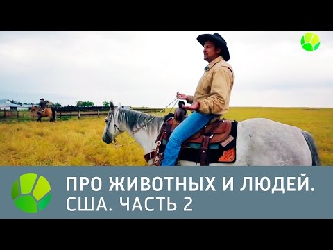 Видео: США. Часть 2 - Про животных и людей | Живая Планета