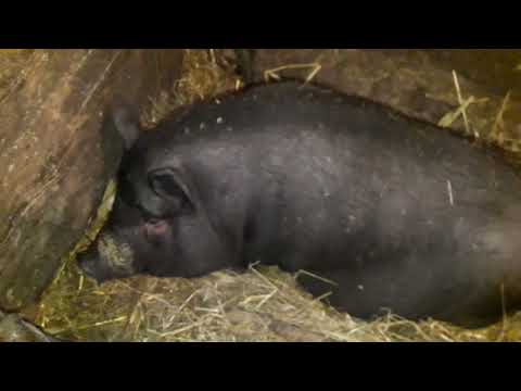 Видео: В'єтнамські поросята.