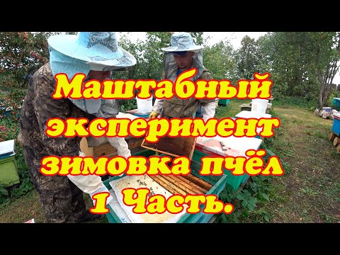 Видео: МАСШТАБНЫЙ ЭКСПЕРИМЕНТ ЗИМОВКА ПЧЁЛ 1 Часть.ПОДГОТОВКА ПЧЁЛ В ЗИМУ, ПЕРВЫЕ ДВА ОСНОВНЫХ ЭТАПА РАБОТЫ
