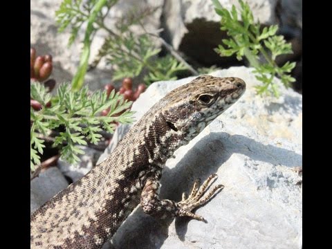 Видео: Тайнствените Непознати - Влечугите
