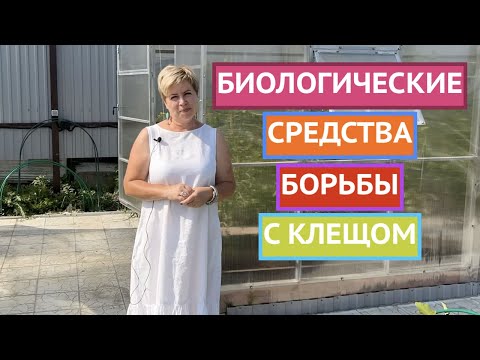 Видео: БЕЗОПАСНЫЕ И ДЕШЕВЫЕ МЕТОДЫ БОРЬБЫ С ПАУТИННЫМ КЛЕЩОМ!