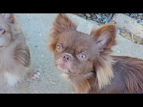 Видео: Провожаем в новый дом 🏠 Прогулочка Красивые здоровые и умные чихуахуа #питомник #Кастропуло #Крым 