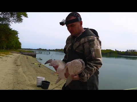 Видео: ОСЕННИЙ ЖОР АМУРА И САЗАНА!!!!!!!!!!!!!!!! ДОН 2022