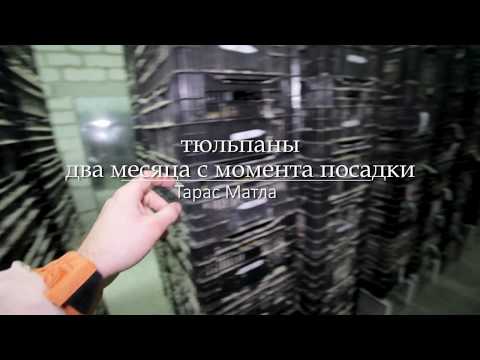 Видео: Тюльпаны выгонка, два месяца после посадки