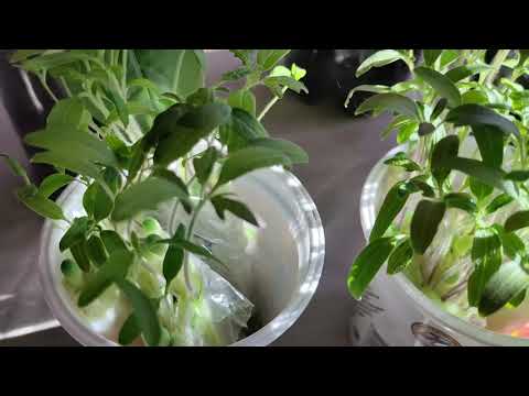 Видео: 188 - Посев томатов в самокрутку, без ЗЕМЛИ! Энергены, которые я использую для проращивания семян!