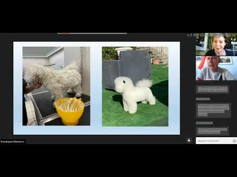 Видео: ч 2 Iv San Bernard Особенный уход за животными белого и черного окрасов