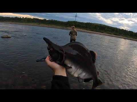 Видео: РЫБАКИ СПЯТ / ГОРБУША ПРЁТ