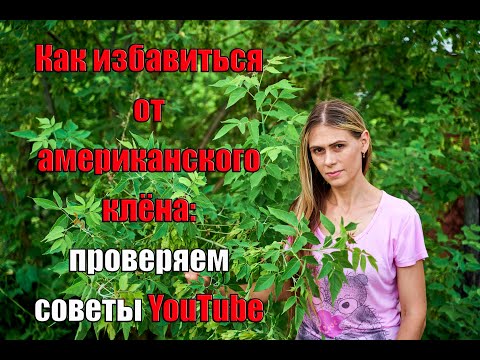 Видео: Как избавиться от американского клена: проверяем советы YouTube