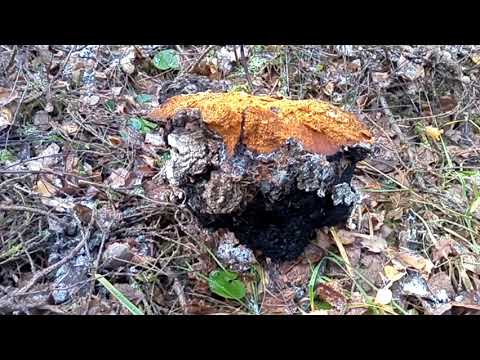 Видео: Сбор чаги, что это?? Работа?? Бизнес??? Или хобби??