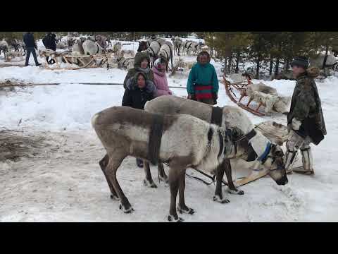 Видео: День Охотника Оленевода Когалым часть #4