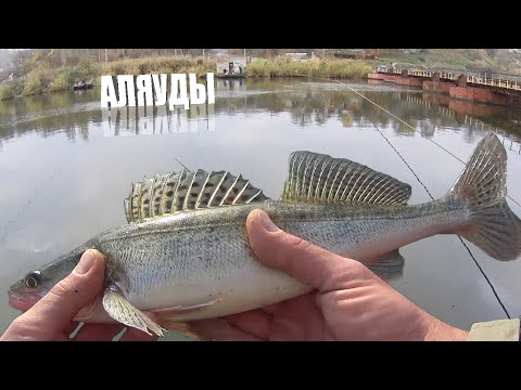 Видео: Ловля судака в Николаеве. Река Ингул.