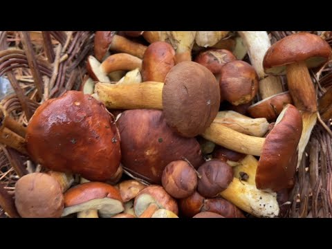 Видео: Мне уже эти леса знакомы,не заблужусь! Почему так,откровения Светланы. Она умеет собирать 🍄‍🟫 грибы!