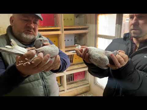 Видео: Підсумки сезону 2024 Дрекало Василь