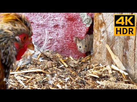 Видео: КОШКА ТВ 🐭 Мыши и куры 😺 8 часов (4K HDR)
