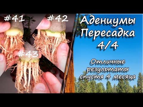 Видео: Адениумы. Пересадка 4/4. Отличные результаты за 4 месяца