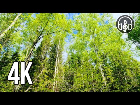 Видео: Красивый летний лес. Пение птиц в Июньском лесу.