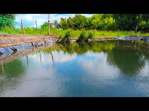 Видео: Делаю аэрацию в садовом пруду. Поход за грибами