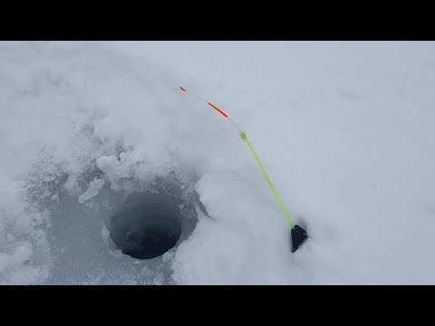 Видео: Порыбачил на куриную печень. Зимняя рыбалка 2022