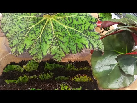 Видео: ЧЕРЕНКУЮ на ФРАГМЕНТЫ  🌺 Декоративные Бегонии