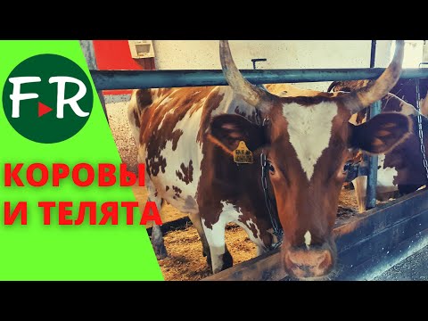 Видео: Содержание молочных коров. Содержание телят в индивидуальных домиках и загонах. КФХ Овсянникова