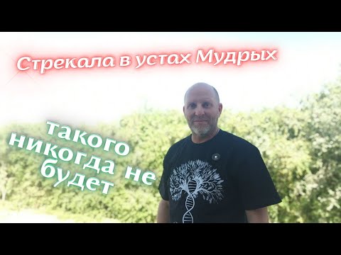 Видео: Стрекала в устах Мудрых. такого никогда не будет