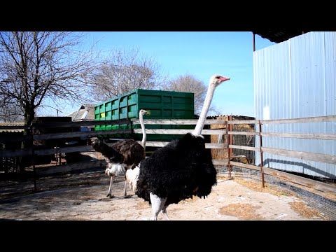 Видео: Страуси. Останнє відео