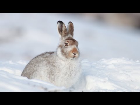 Видео: Охота на зайца 2022 года