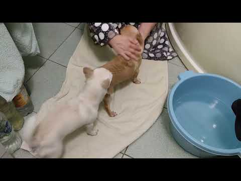 Видео: Вязка чихуахуа.Как вязать чихуахуа.Часть 1