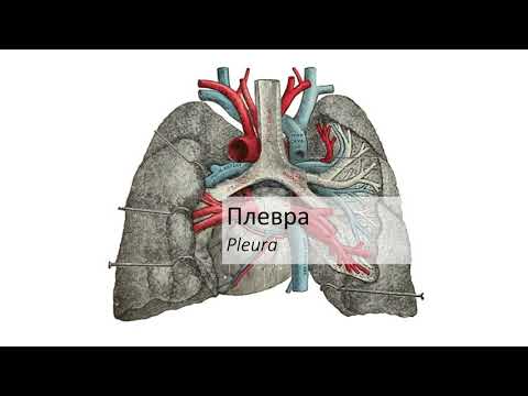 Видео: Плевра – Pleura (2:33) ┃teoriyata.com