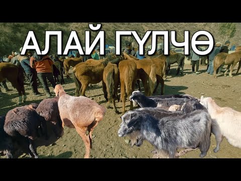 Видео: 10.10.2025-Ж.АЛАЙ ГҮЛЧӨ МАЛ БАЗАРЫ. ТАЙЛАР-КОЙЛОРДУН РЕАЛДУУ БААЛАРЫ 