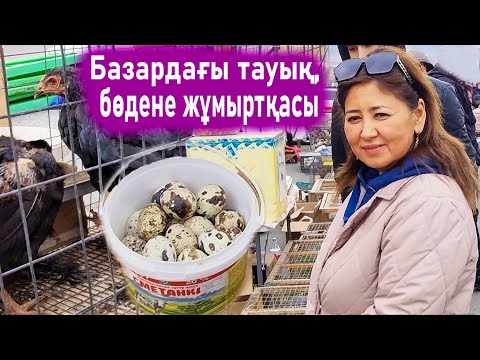 Видео: Vlog Тауық бағып сату,бөдене жұмыртқасын сату кәсібім дейді