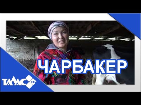 Видео: ЧАРБАКЕР