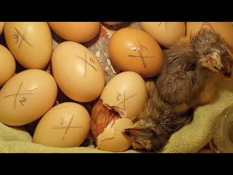 Видео: цыплята лупятся и Такие красивые!!! Инкубатор из коробки А чёрные цыплята будут?