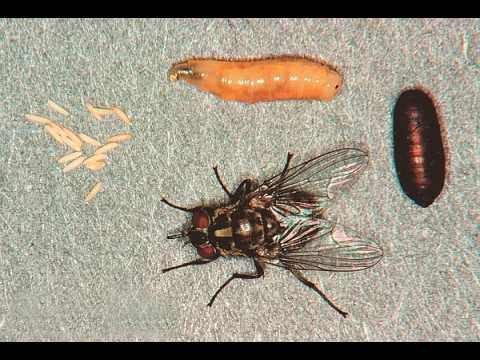 Видео: ЧЕСНОВА И ЛУКОВА МУХИ / Вредите, които нанасят техните ларви.Кои са препаратите, за унищожението им?
