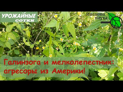Видео: Два американских захватчика: агрессивные, но полезные! Как избавиться от этих сорняков?