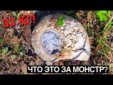 Видео: НАШЛИ САМОГО ОГРОМНОГО АММОНИТА НА САХАЛИНЕ