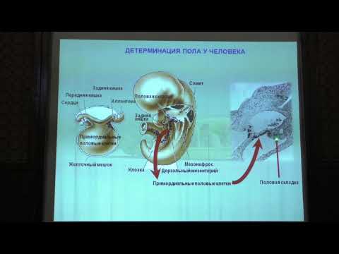 Видео: Ким А. И. - Генетика - 10. Детерминация пола. Патологии детерминации пола