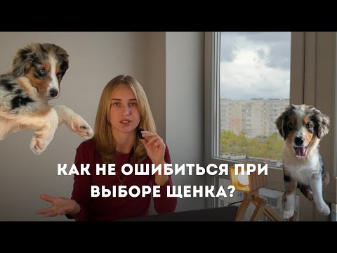 Видео: Какие ошибки допускают будущие владельцы? Как выбрать щенка? 