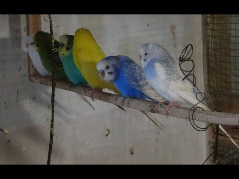 Видео: Размножение попугаев.