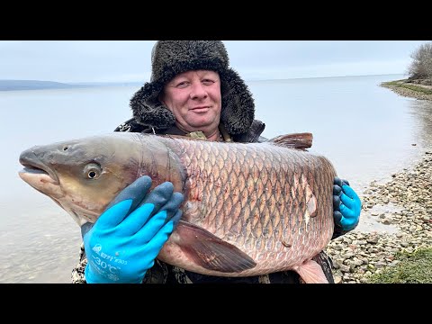 Видео: ЗАКУСКА С МЯСОМ БЕЛОГО АМУРА !  Хе из рыбы #рыба #рецепт #